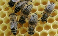 Portuguese Government Creates Honeypot To Combat Piracy Portuguese Government Creates Honeypot To Combat Piracy